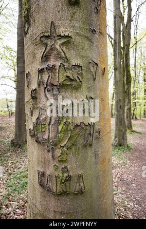 Cicatrices dans l'écorce d'arbre causées par des vandales sculptant des noms, bois près de Goetre Wharf, Monmouthshire, pays de Galles, Royaume-Uni Banque D'Images