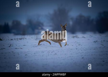 Cerf roe courant sur un champ enneigé la nuit en hiver Banque D'Images