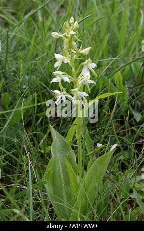 Grande orchidée papillon, Platanthera chlorantha, Orchidaceae. La plus grande orchidée papillon est une grande orchidée de prairies de foin et de prairies. Banque D'Images