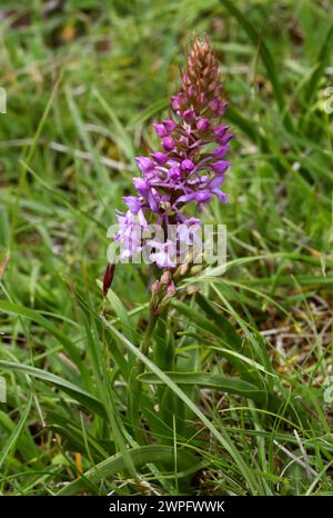 Orchidée parfumée, Gymnadenia conopsea, Orchidaceae. Aston Clinton, Buckinghamshire. Gymnadenia conopsea, communément appelé orchidée parfumée ou craie Banque D'Images