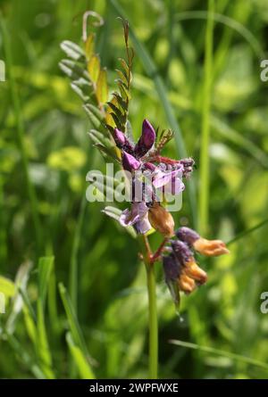 Bush Vetch, Vicia sepium, Fabaceae. Banque D'Images