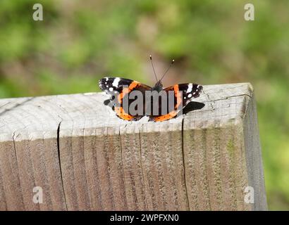 Red Admiral Butterfly, Vanessa atalanta, Nymphalidae. Bains de soleil sur un poteau de clôture. Banque D'Images