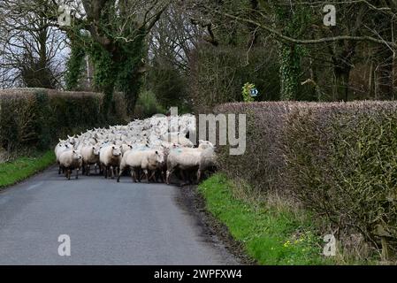 Autour du Royaume-Uni- les moutons étant déplacés vers un pâturage frais Banque D'Images