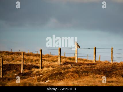 Un hibou sauvage aux oreilles courtes asio flammeus est assis sur un poteau de clôture à Hartside Pass, Cumbria Banque D'Images