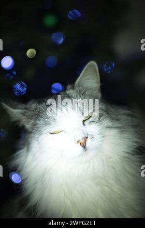 Chat moelleux domestique blanc gris posant sur le fond de lumières d'arbre de Noël Banque D'Images