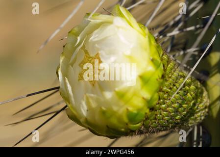 Fleur de Soehrensia spachiana. Dans le désert d'Atacama, communément appelé torche dorée, cactus torche ou colonne dorée, poussant par une journée ensoleillée dans l'Ataca Banque D'Images