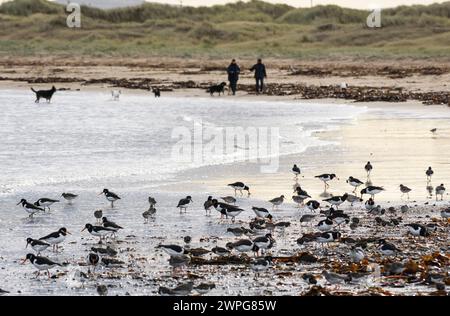 Troupeau mixte d’échassiers, principalement des huîtres eurasiennes, Haematopus ostralegus, et du marais rouge, Tringa totanus, se nourrir sur le bord de mer comme la marée Banque D'Images