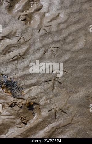 Whimbrel Numenius phaeopus, empreintes dans le sable de marée humide, Teesmouth, Cleveland, Royaume-Uni. Août. Banque D'Images