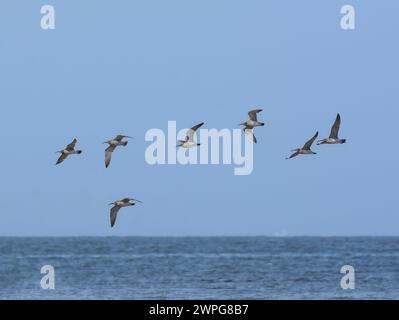 Whimbrel Numenius phaeopus, troupeau en vol au-dessus de la mer sur la migration, Teesmouth, Cleveland, Royaume-Uni, août. Banque D'Images