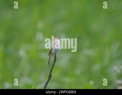 Paruline de sanglier Acrocephalus schoenobaenus, perchée sur le chant de brindilles mortes, juillet. Banque D'Images