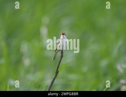 Paruline de sanglier Acrocephalus schoenobaenus, perchée sur le chant de brindilles mortes, juillet. Banque D'Images