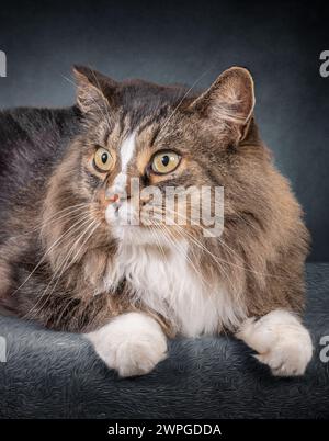 Gros plan vertical d'un magnifique chat domestique à poil long allongé regardant sur le côté. Banque D'Images