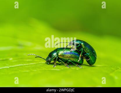 Deux magnifiques coléoptères des feuilles (Chrysolina fastuosa) en accouplement Banque D'Images