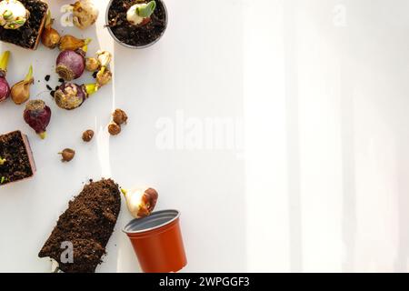 Plantation de bulbes de fleurs jacinthes, tulipe, crocus, jonquilles en pot Banque D'Images