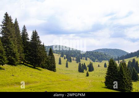 Prairie verte avec sapins et pins dans les montagnes Apuseni, Padis, comté de Bihor, Roumanie Banque D'Images