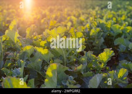 beau paysage printanier, jeunes plants de colza au soleil, champs verts de culture agro-alimentaire, concept agricole, culture en croissance, environnement f Banque D'Images