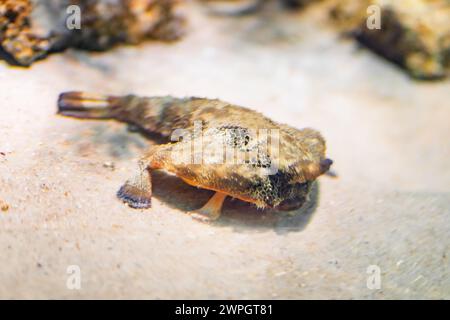 Battue brésilienne (Ogcocephalus vespertilio) - poisson marin Banque D'Images