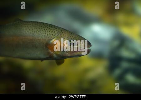 Truite arc-en-ciel (Oncorhynchus mykiss) - poisson d'eau douce Banque D'Images