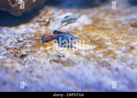 Poisson mandarin (Synchiropus splendidus) - poisson marin Banque D'Images