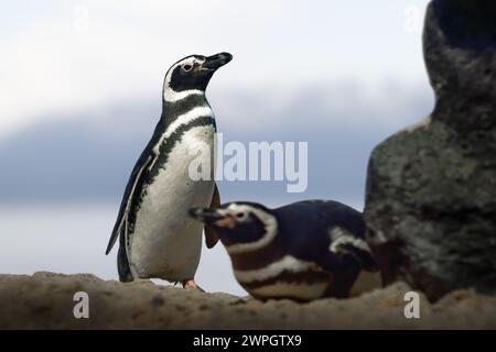 Manchot magellanique (Spheniscus magellanicus) - manchot sud-américain Banque D'Images