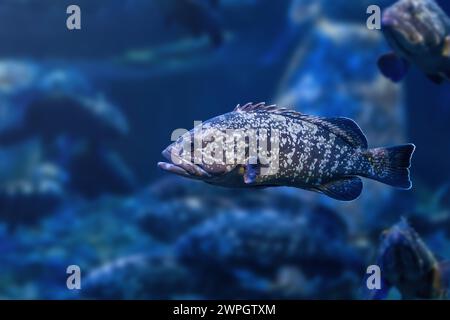 Mérou noir (Epinephelus marginatus) - poisson marin Banque D'Images