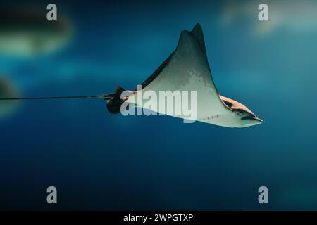 Spotted Eagle Ray (Aetobatus narinari) Banque D'Images
