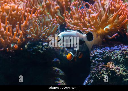 Frostbite Ocellaris clownfish (Amphiprion ocellaris) - poisson d'aquarium Banque D'Images