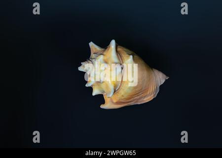 Florida Fighting Conch Shell (Strombus alatus) - Seashell Banque D'Images