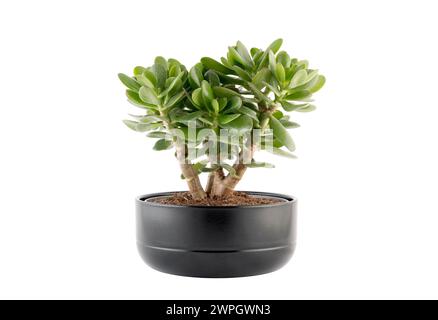 Arbre d'argent, Crassula ovata plante succulente plante d'intérieur décorative isolé sur fond blanc Banque D'Images