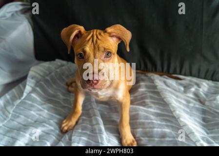 Chien Pitbull assis sur un canapé regardant la caméra. Bébé animal de compagnie de couleur caramel. Banque D'Images