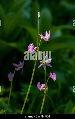 Alpine Shooting Star (Dodécatheon alpinum), une fleur sauvage commune des montagnes du nord-ouest du Pacifique Banque D'Images