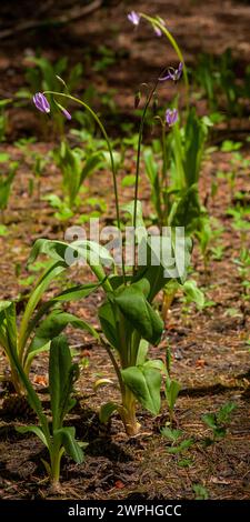 Alpine Shooting Star (Dodécatheon alpinum) - la plante entière Banque D'Images