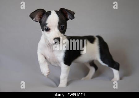 Chihuahua chiot noir et blanc debout dans Studio Portrait Banque D'Images