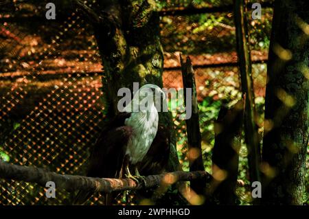 Aigle triste derrière la cage Banque D'Images