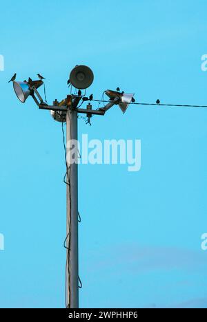 oiseaux perchés sur des lampadaires Banque D'Images