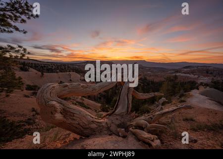 Le tronc d'arbre de gnarly s'accroche à la rive du parc national de Bryce Canyon Banque D'Images