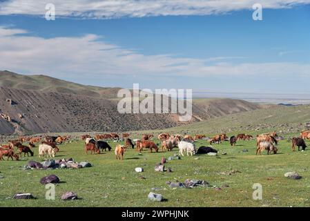 Les chèvres se broutent sur des alpages de montagne dans la limite naturelle de la montagne Tsagduult, dans l'ouest de la Mongolie Banque D'Images