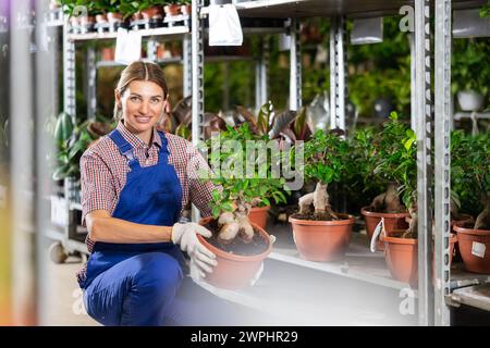 Jeune vendeuse arrangeant ornementale en pot Ficus Ginseng dans un magasin d'usine Banque D'Images