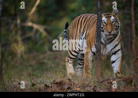 Tigre - tigre - connu sous le nom Biruhli émergeant de la forêt, Bandhavgarh, février 2024 Banque D'Images