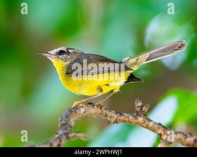 Paruline couronnée d'or (Basileuterus culicivorus) perchée sur une branche. Argentine. Banque D'Images