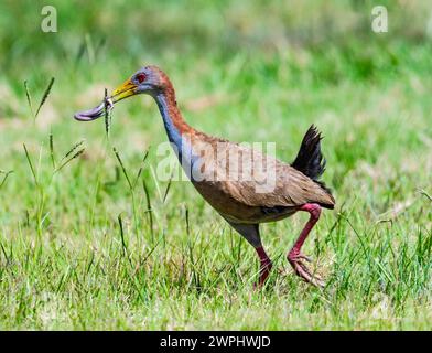 Un rail géant (Aramides ypecaha) avec une prise de ver de terre géant. Uruguay. Banque D'Images