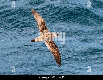 Un grand Shearwater (Ardenna gravis) volant au-dessus de l'océan. Océan Atlantique Sud. Banque D'Images