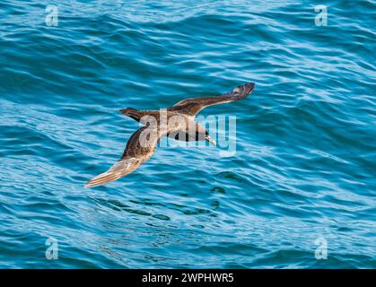 Un pétrel à meneaux blancs (Procellaria aequinoctialis) survolant l'océan. Océan Atlantique Sud. Banque D'Images