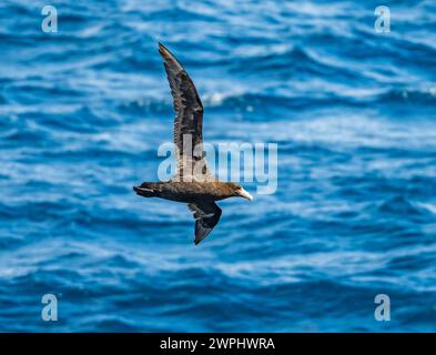 Un pétrel géant du Sud (Macronectes giganteus) survolant l'océan. Océan Atlantique Sud. Banque D'Images
