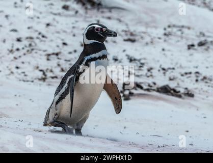 Un manchot magellanique (Spheniscus magellanicus) marchant sur une plage de sable. Les îles Malouines. Banque D'Images