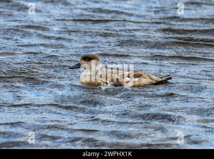 Canard à crête (Lophonetta spécularioides) nageant dans un lac. Les îles Malouines. Banque D'Images