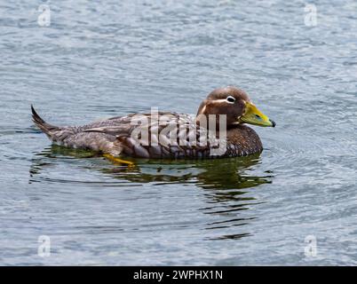 Canard à vapeur des Malouines (Tachyeres brachypterus) nageant dans l'eau. Les îles Malouines. Banque D'Images