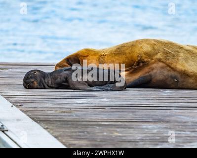 Chiot de phoque à fourrure d'Amérique du Sud (Arctocephalus australis) dormant avec maman sur un pont. Stanley, les îles Falkland. Banque D'Images