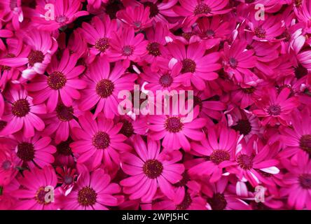 La couleur rose vif de Hybrid Cineraria 'Sunseneyona' Senetti Ruby Red Banque D'Images