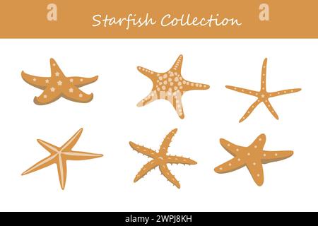 Ensemble d'étoiles de mer. Illustration vectorielle sur un fond blanc. Illustration de Vecteur